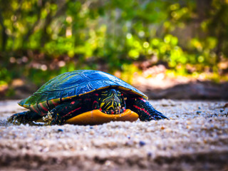 Wild painted turtle crossing sandy road