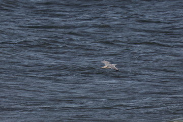 Obraz premium herring gull