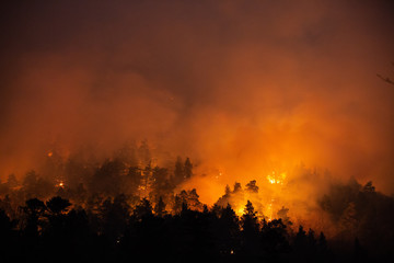 forest fire at night