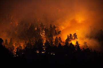 forest fire at night