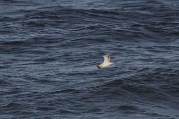 herring gull
