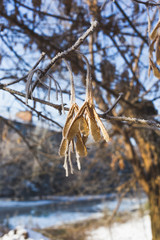 Seeds of maple covered with hoarfrost