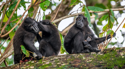 The Celebes crested macaque and cub. Monkeys grooming one another. The Celebes crested macaques on the branch of the tree. Close up portrait. Crested black macaque, Sulawesi crested macaque.