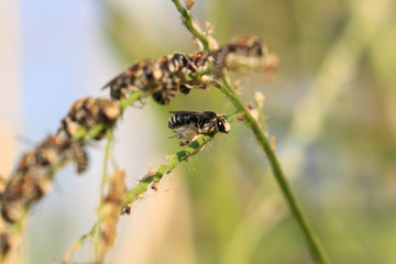 bee group of bees line on top in a very strength,strive way green field background