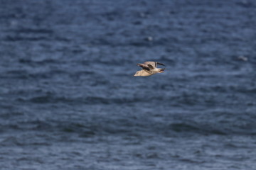 herring gull