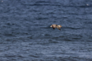 Fototapeta na wymiar herring gull
