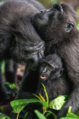 The Celebes crested macaque and cub. Crested black macaque, Sulawesi crested macaque, sulawesi macaque or the black ape. Natural habitat. Sulawesi. Indonesia.