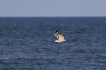 herring gull