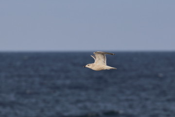 herring gull