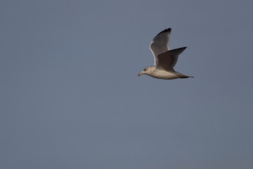 herring gull