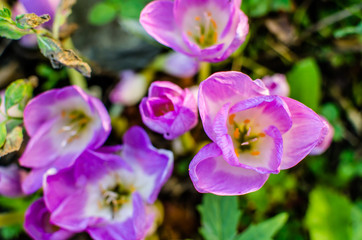 Fototapeta na wymiar beautiful mauve crocus flowers in sunlight. summer