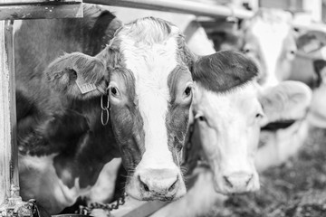 Long row of cows sticking their heads out bars of stable to feed