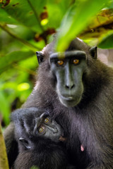 The Celebes crested macaque and cub. Crested black macaque, Sulawesi crested macaque, sulawesi macaque or the black ape. Natural habitat. Sulawesi. Indonesia.
