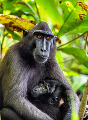 The Celebes crested macaque and cub. Crested black macaque, Sulawesi crested macaque, sulawesi macaque or the black ape. Natural habitat. Sulawesi. Indonesia.