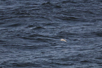 Fototapeta premium gull