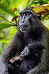The Celebes crested macaque and cub. Crested black macaque, Sulawesi crested macaque, sulawesi macaque or the black ape. Natural habitat. Sulawesi. Indonesia.