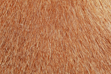 close up brown dog skin for texture and pattern.