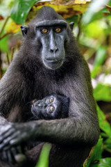 The Celebes crested macaque and cub. Crested black macaque, Sulawesi crested macaque, sulawesi macaque or the black ape. Natural habitat. Sulawesi. Indonesia.