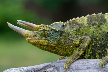 Jackson's Chameleon Close up © Mark Kostich