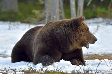 Wild Adult Brown Bear on a bog in the snow. Spring forest. Scientific name: Ursus arctos.