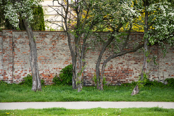 Old cracked and shabby red brick fence and beautiful old trees with white flowers nearby. Green...