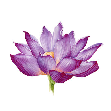 Lotus flower in a full bloom watercolor illustration. Purple water lilly blossom botanical image.  Zen and meditation calm symbol Isolated on white background.