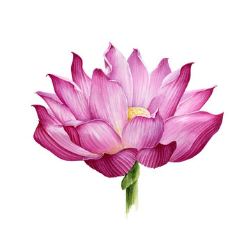 Lotus flower in a full bloom watercolor illustration. Tender pink water lilly blossom botanical image. Meditation and zen lotus flower symbol Isolated on white background.