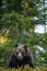Fototapeta premium Adult male of brown bear at autumn forest. Front view. Natural habitat.