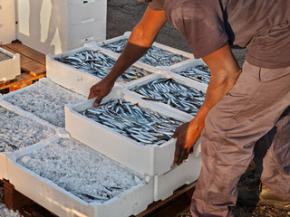 mediterranean anchovies, fisherman making stack of crates of oily fish
