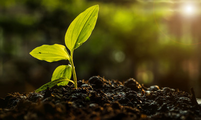 Tree breeding