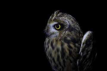 short eared owl