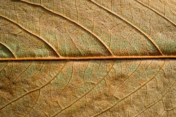 Autumn dry leaves from trees taken large with a clearly visible structure
