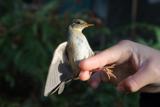 Grasshopper Warbler