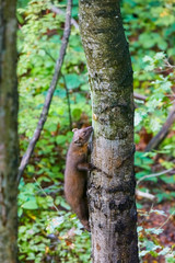 Cute pine marten waiting for the feeding