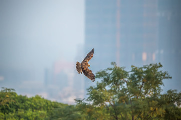 Eastern Marsh Harrier in Mai Po Marshes, Hong Kong (Formal Name: Circus spilonotus)