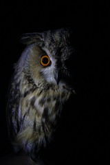 long eared owl