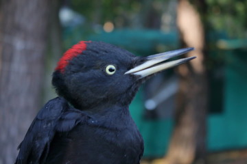 black woodpecker