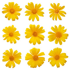 Mexican sunflower or tree marigold (Tithonia diversifolia) ornamental flowering plant native to Mexico, set of 9 large daisy-like yellow flower heads isolated on white background with clipping path.