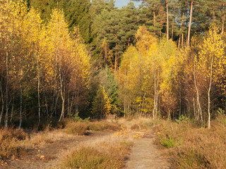 Fototapeta premium Brzozowy las jesienią.