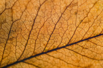 Autumn dry leaves from trees taken large with a clearly visible structure