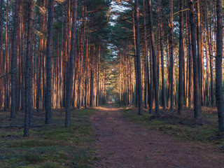 Wysoki, sosnowy las. © boguslavus