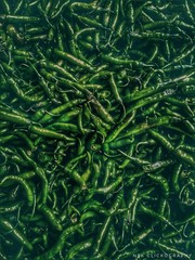 green abstract background