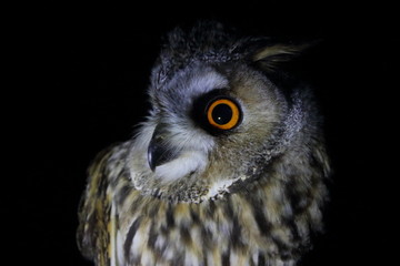 long eared owl