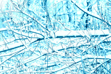 Many tree branches covered with snow in the forest. Blue color abstract winter background
