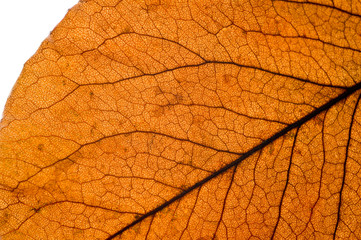 Naklejka na ściany i meble Autumn dry leaves from trees taken large with a clearly visible structure
