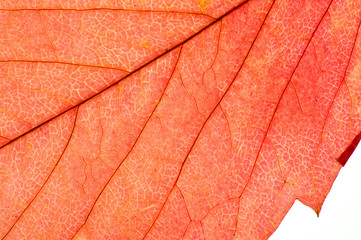 Obraz premium Autumn dry leaves from trees taken large with a clearly visible structure