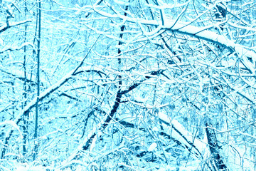 Many tree branches covered with snow in the forest. Blue color abstract winter background