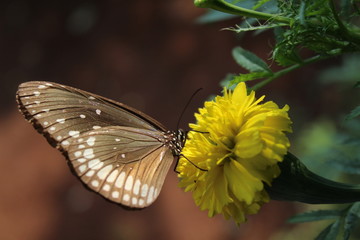 butterfly on flower