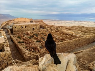 A black bird gazing at Masada - Israel 