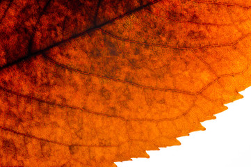 Autumn dry leaves from trees taken large with a clearly visible structure